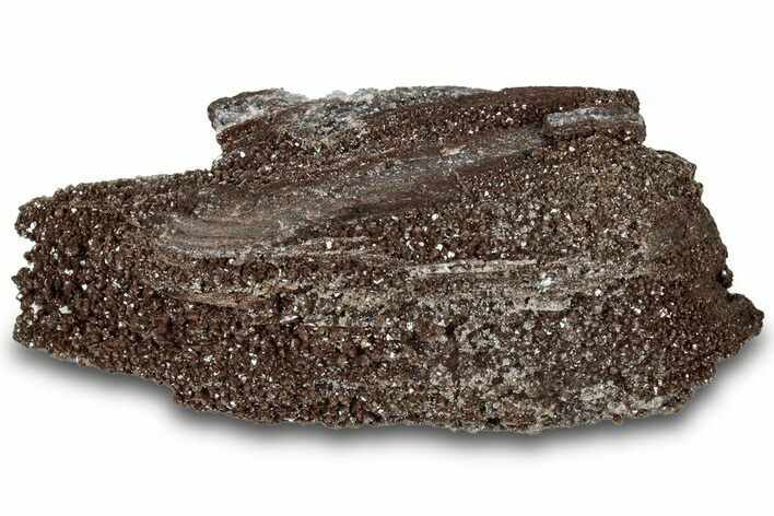 Permineralized Wood Covered In Sparkling Quartz - Germany #306994